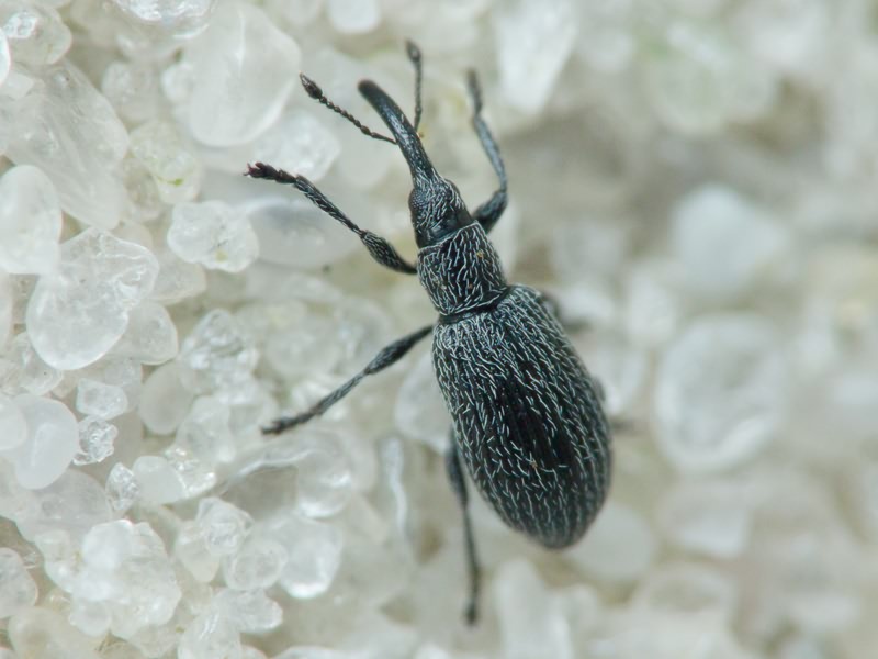 Apionidae Schönherr, 1823